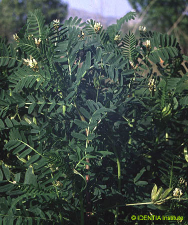 Astragalus boeticus