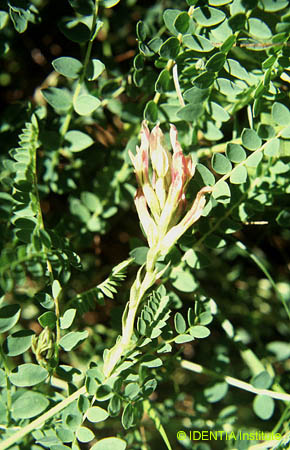 Astragalus monspessulanus