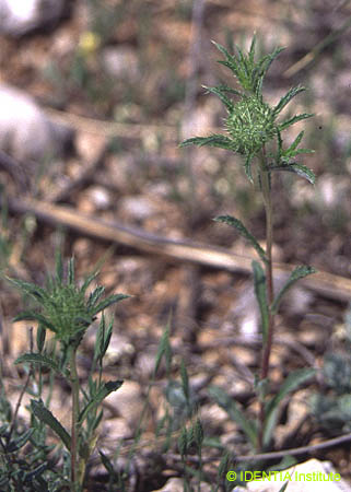 Atractylis cancellata