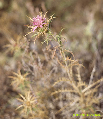 Atractylis humilis