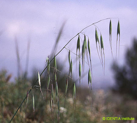 Avena fatua