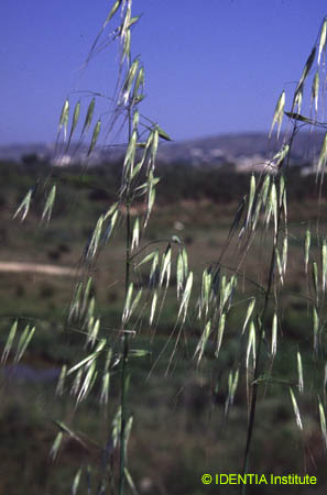 Avena sterilis