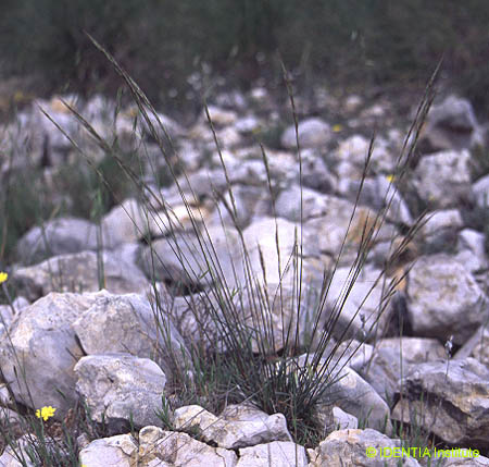 Avenula bromoides(2)