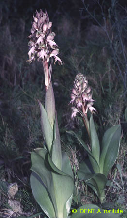 Barlia robertiana(2)