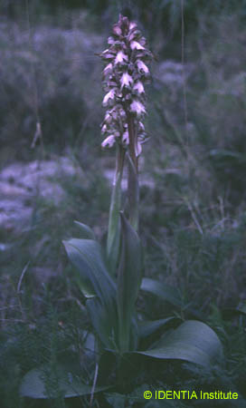 Barlia robertiana(3)