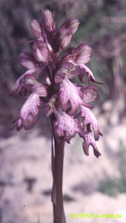 Barlia robertiana(4)