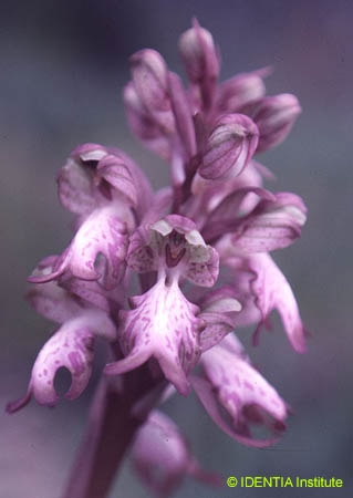 Barlia robertiana(5)