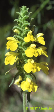 Bellardia trixago