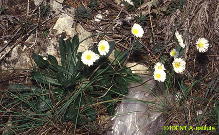Bellis sylvestris