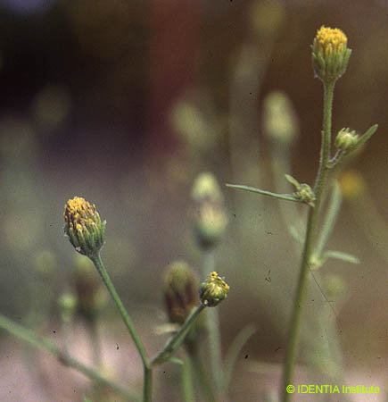 Bidens subalternans