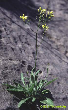 Biscutella rosularis