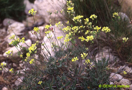 Biscutella valentina