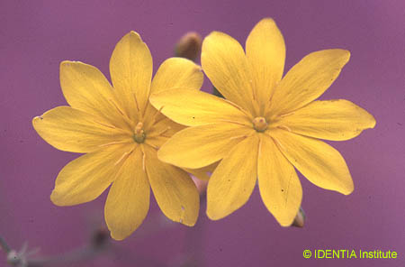 Blackstonia grandiflora(2)