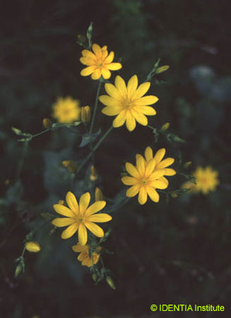 Blackstonia grandiflora