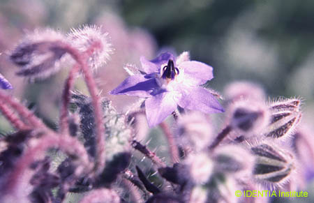 Borago officinalis(2)