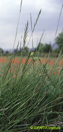 Brachypodium phoenicoides
