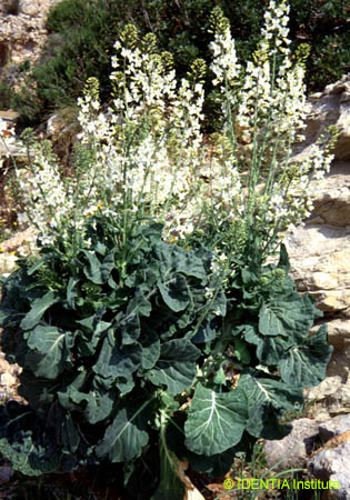 Brassica oleracea