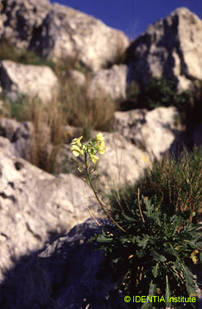 Brassica repanda maritima(2)