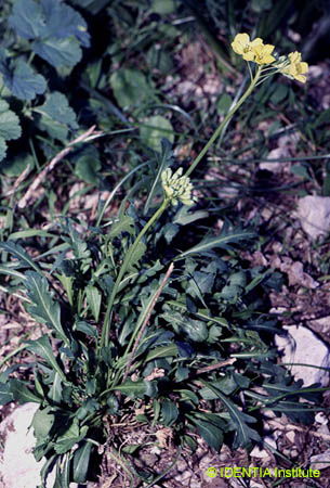 Brassica repanda maritima(3)