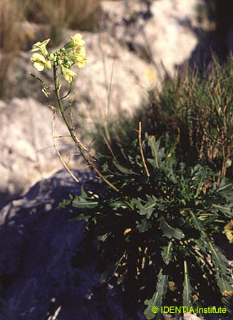 Brassica repanda maritima