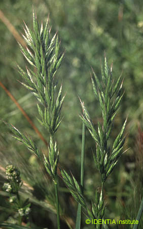 Bromus hordeaceus