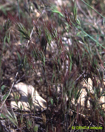 Bromus rubens