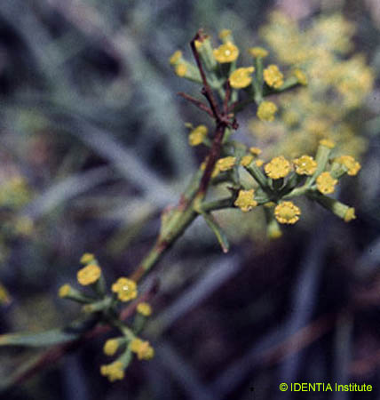 Bupleurum fruticescens fruticescens