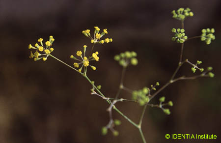 Bupleurum rigidum(2)