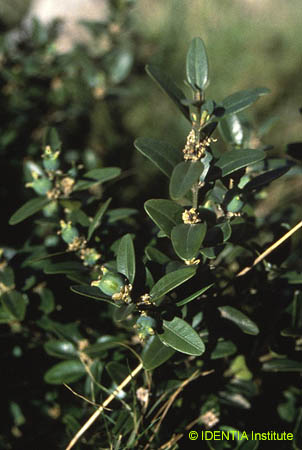 Buxus sempervirens(2)