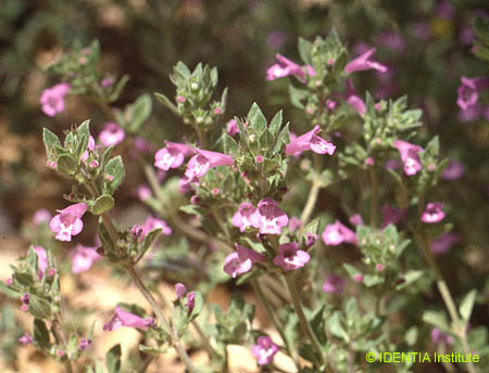 Calamintha nepeta