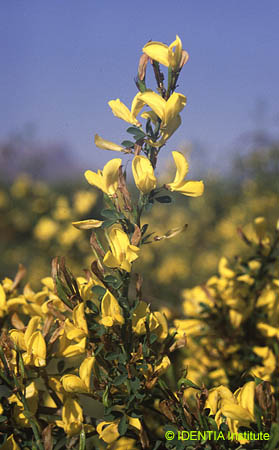 Calicotome spinosa(2)