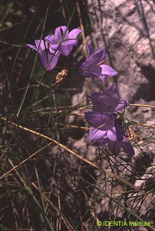 Campanula hispanica(2)
