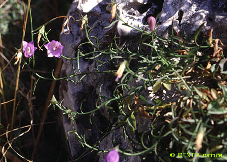 Campanula hispanica