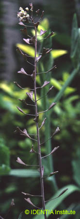 Capsella bursa-pastoris