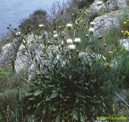 Carduncellus dianius