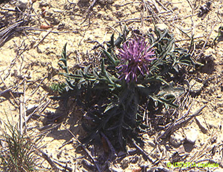 Carduncellus monspeliensium