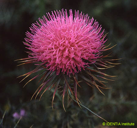 Carduus assoi hispanicus