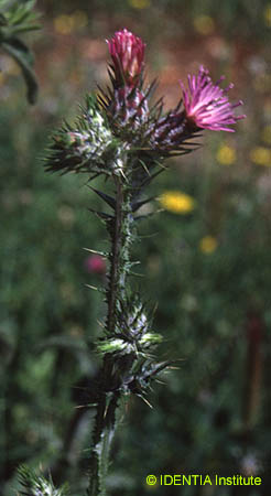 Carduus tenuiflorus