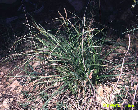 Carex halleriana