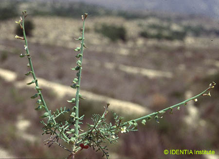 Carrichtera annua