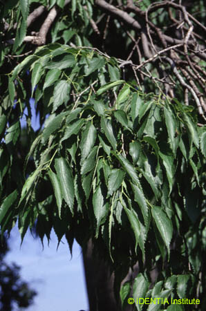 Celtis australis