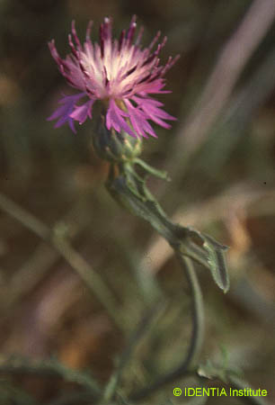 Centaurea aspera stenophylla(2)