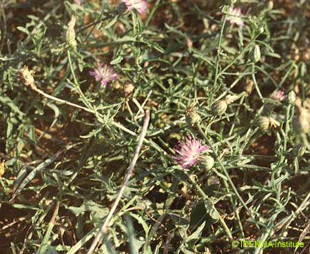 Centaurea aspera stenophylla