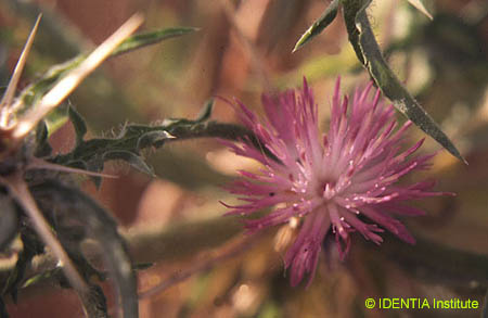 Centaurea calcitrapa