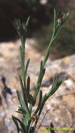 Centaurea melitensis