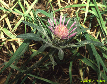 Centaurea pullata
