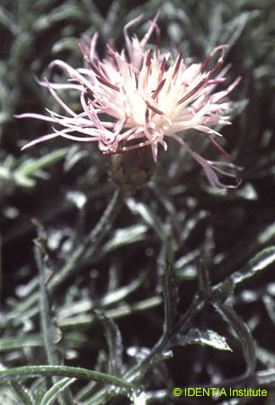 Centaurea rouyi