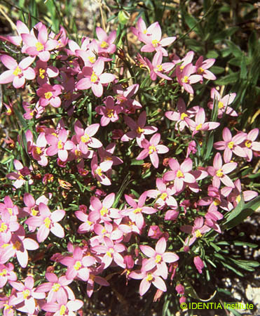 Centaurium quadrifolium  barrelieri copy
