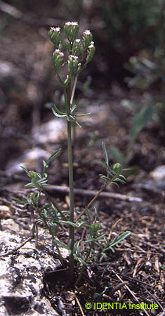 Centranthus calcitrapae trichocarpus