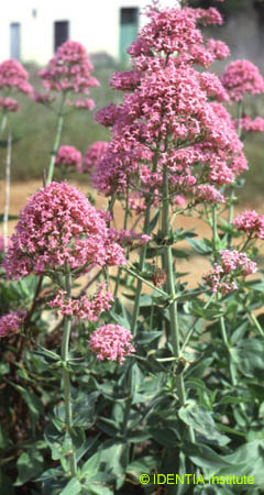 Centranthus ruber